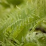 Detailaufnahme des grünen Straußenfarns (Matteuccia struthiopteris), einer winterharten Staude.