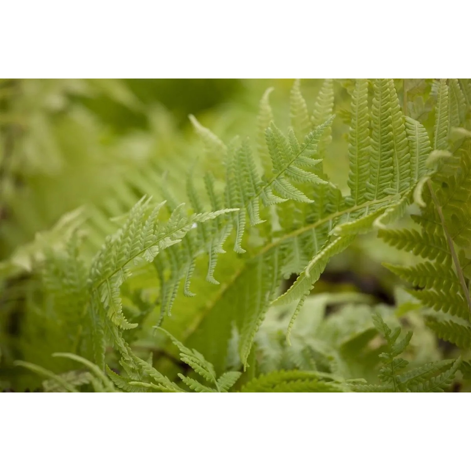 Detailaufnahme des grünen Straußenfarns (Matteuccia struthiopteris), einer winterharten Staude.