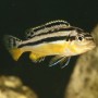 Gelber Malawi-Buntbarsch im Aquarium. Fischfutter für Cichliden.