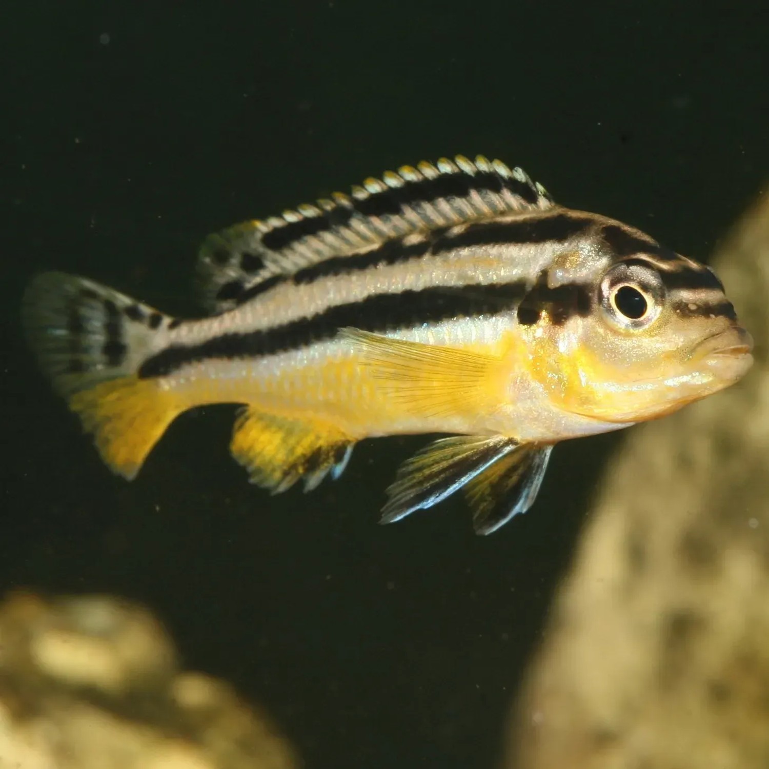 Gelber Malawi-Buntbarsch im Aquarium. Fischfutter für Cichliden.