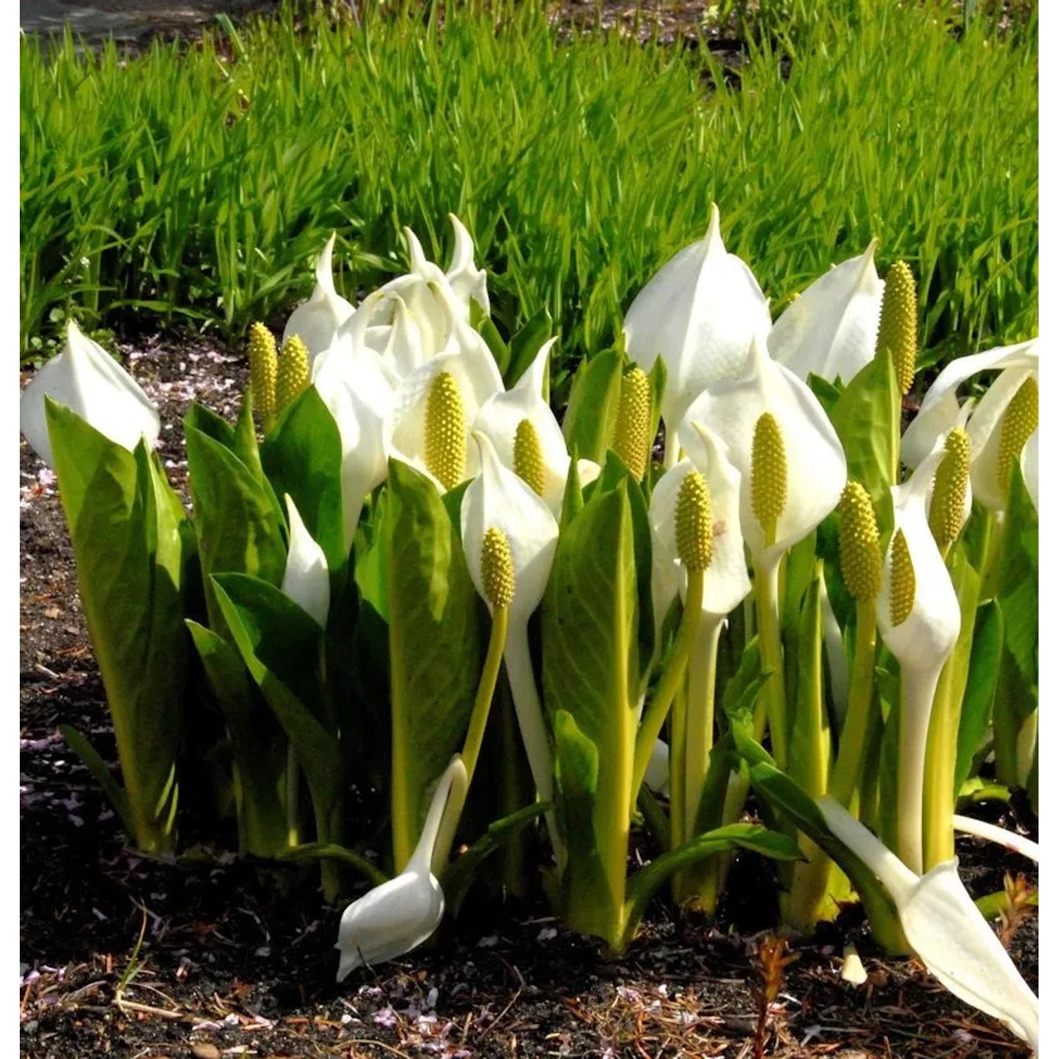 Weiße Scheincallan - Lysichiton camtschatcensis