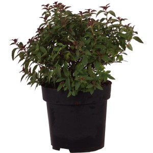 Spierstrauch Superstar im Topf, ca. 30-40 cm hoch. Zierstrauch mit grünem Laub.