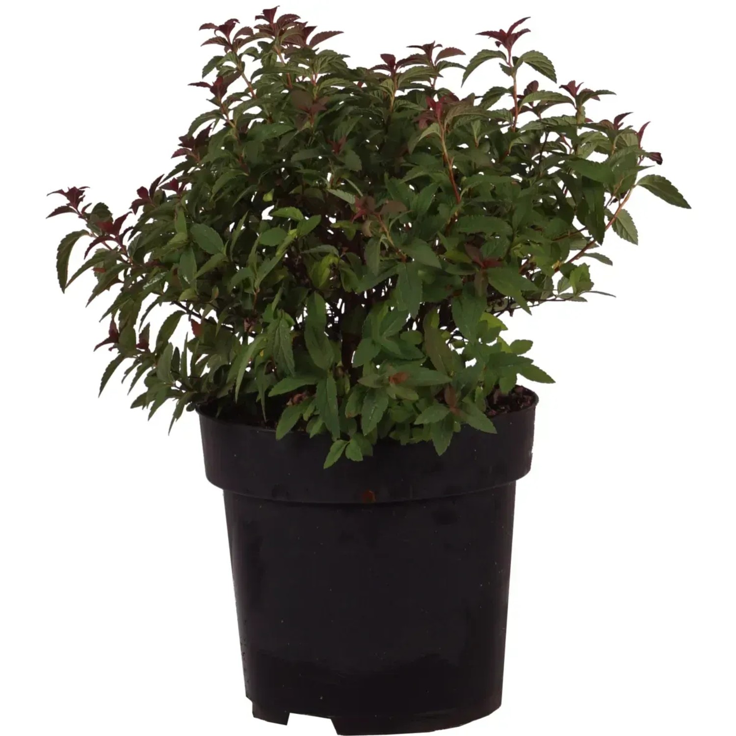 Hortblue Petite Heidelbeere 'Brigitta'  1 Pflanze Im Topf (ca. 30-40 Cm),  Winterhart, Mehrjhrig