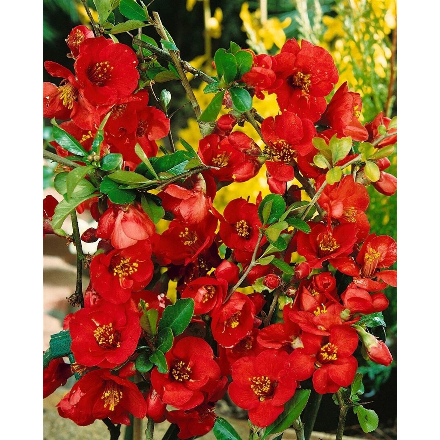 Chaenomeles Nicoline Zierquitte 80 cm Stammhöhe günstig online kaufen