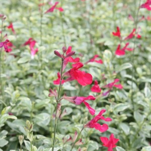 Blu Magenbitter-Salbei Variegata mit rot-pinken Blüten und grün-weiß panaschierten Blättern.