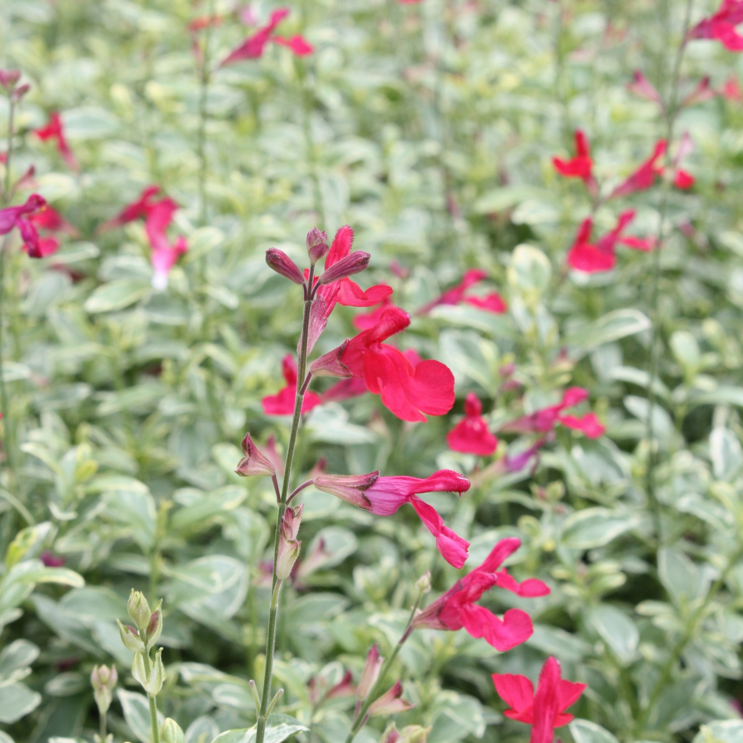Blu Magenbitter-Salbei Variegata mit rot-pinken Blüten und grün-weiß panaschierten Blättern.