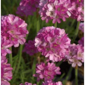 Dichte pinke Blüten der Strandnelke Frühlingszauber (Armeria maritima) mit grünen Stängeln. Ideal für Staudenbeete.