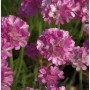 Dichte pinke Blüten der Strandnelke Frühlingszauber (Armeria maritima) mit grünen Stängeln. Ideal für Staudenbeete.