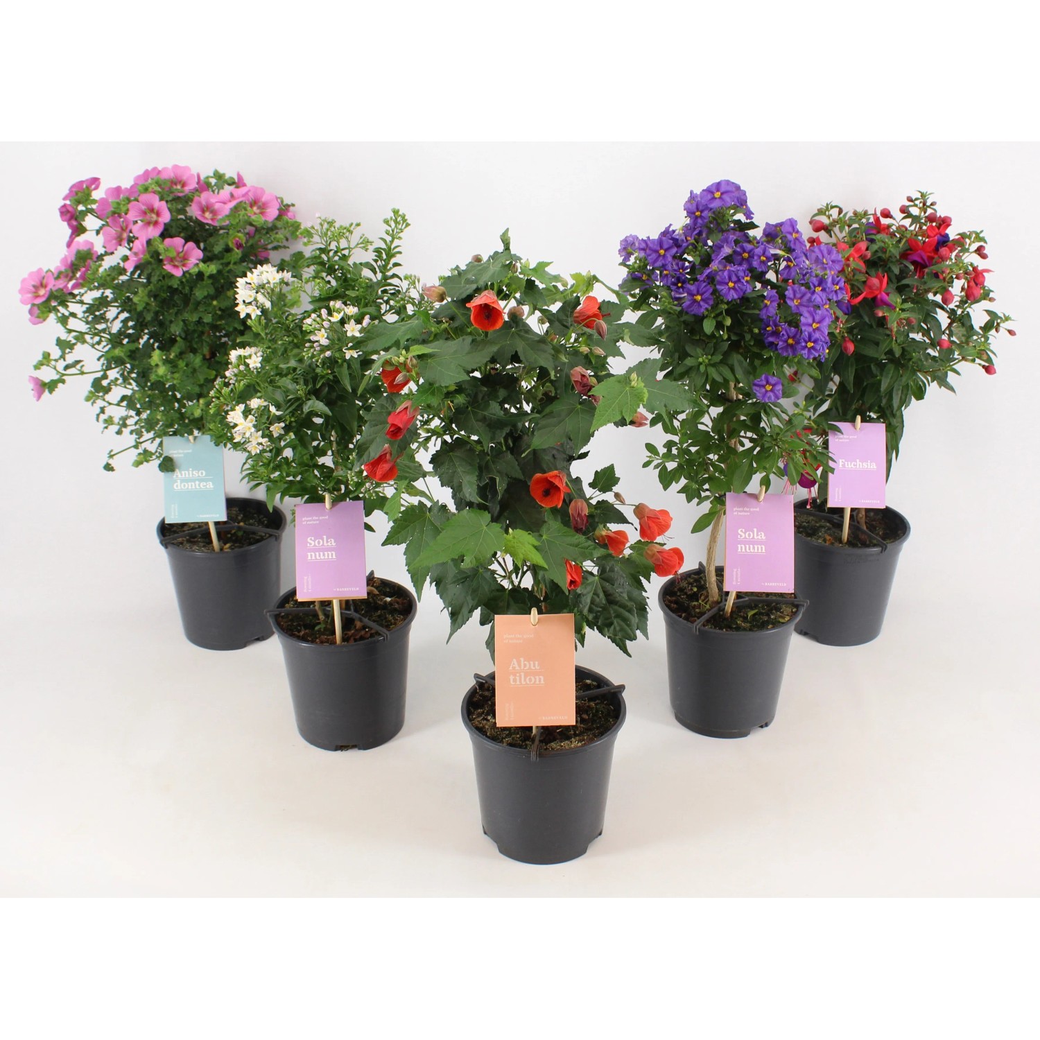 Blühende Kübelpflanze Ministamm sonniger Standort Topf-Ø 14 cm Blüte Mai-Sep kaufen bei OBI