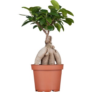 Chinesische Feige Ginseng Bonsai im Topf (ca. 12 cm Ø). Grünpflanze mit bizarrem Wuchs.