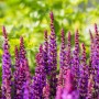 Violett blühender Steppen-Salbei (Salvia nemorosa) im Gartenbeet.