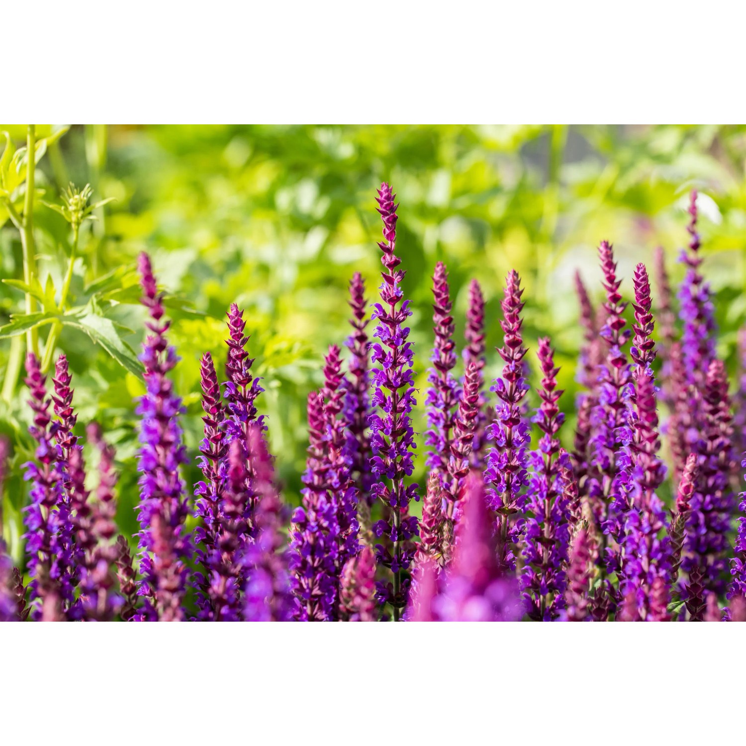 Violett blühender Steppen-Salbei (Salvia nemorosa) im Gartenbeet.