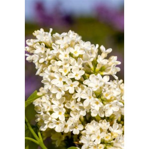 Nahaufnahme des Syringa Vulgaris Flieder Primrose mit cremefarbenen Blüten.