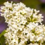 Nahaufnahme des Syringa Vulgaris Flieder Primrose mit cremefarbenen Blüten.