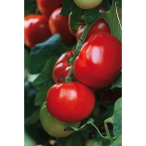 Strauchtomaten: Reife, rote Fleischtomaten der Sorte Grow by OBI an der Pflanze.
