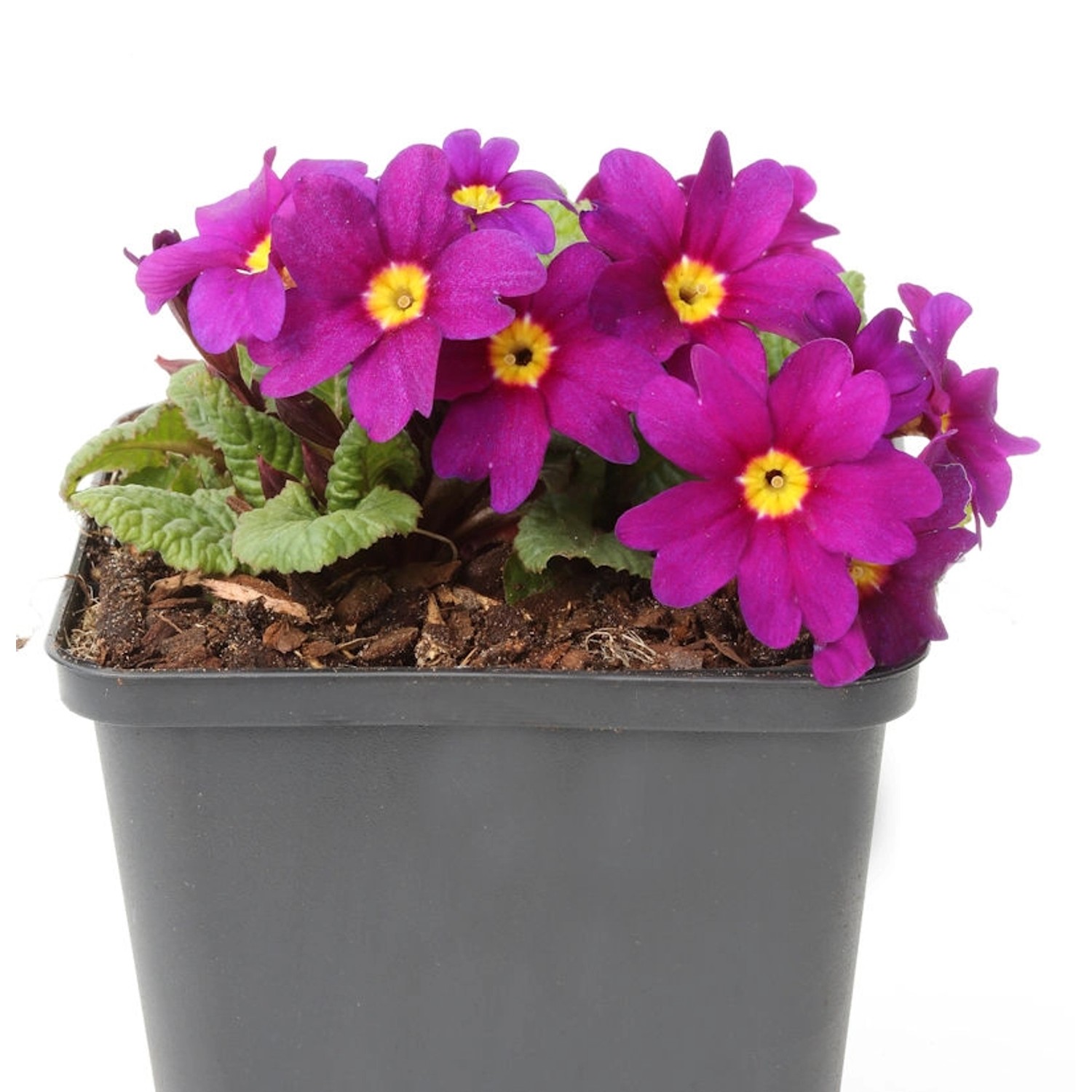 Teppich Primel Perle von Bottrop - Primula pruhoniciana günstig online kaufen