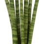 Bogenhanf Sanseveria Cylindrica im braunen Topf, eine pflegeleichte Sukkulente von GROW by OBI.