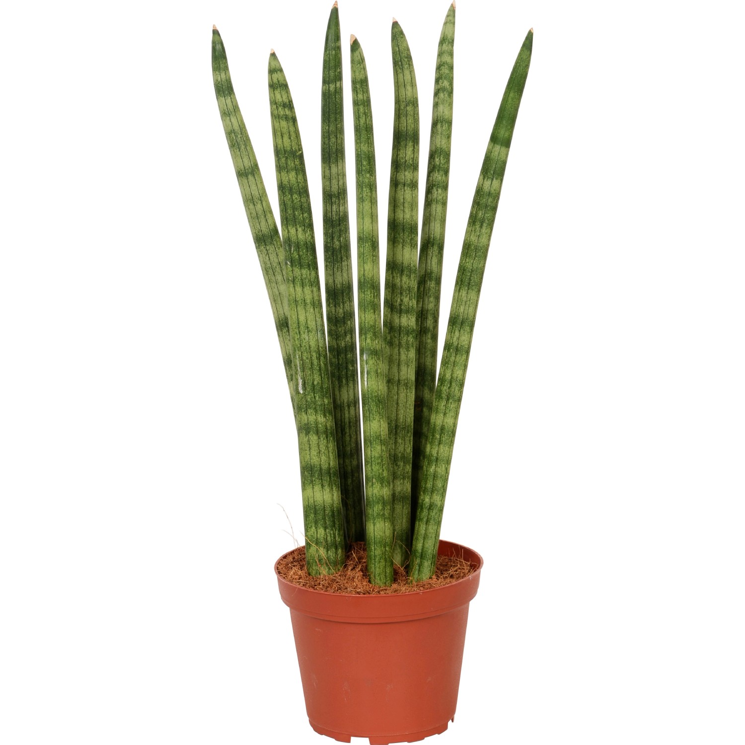GROW by OBI Bogenhanf verschiedene Sorten Topf Ø ca. 12 cm Sanseveria