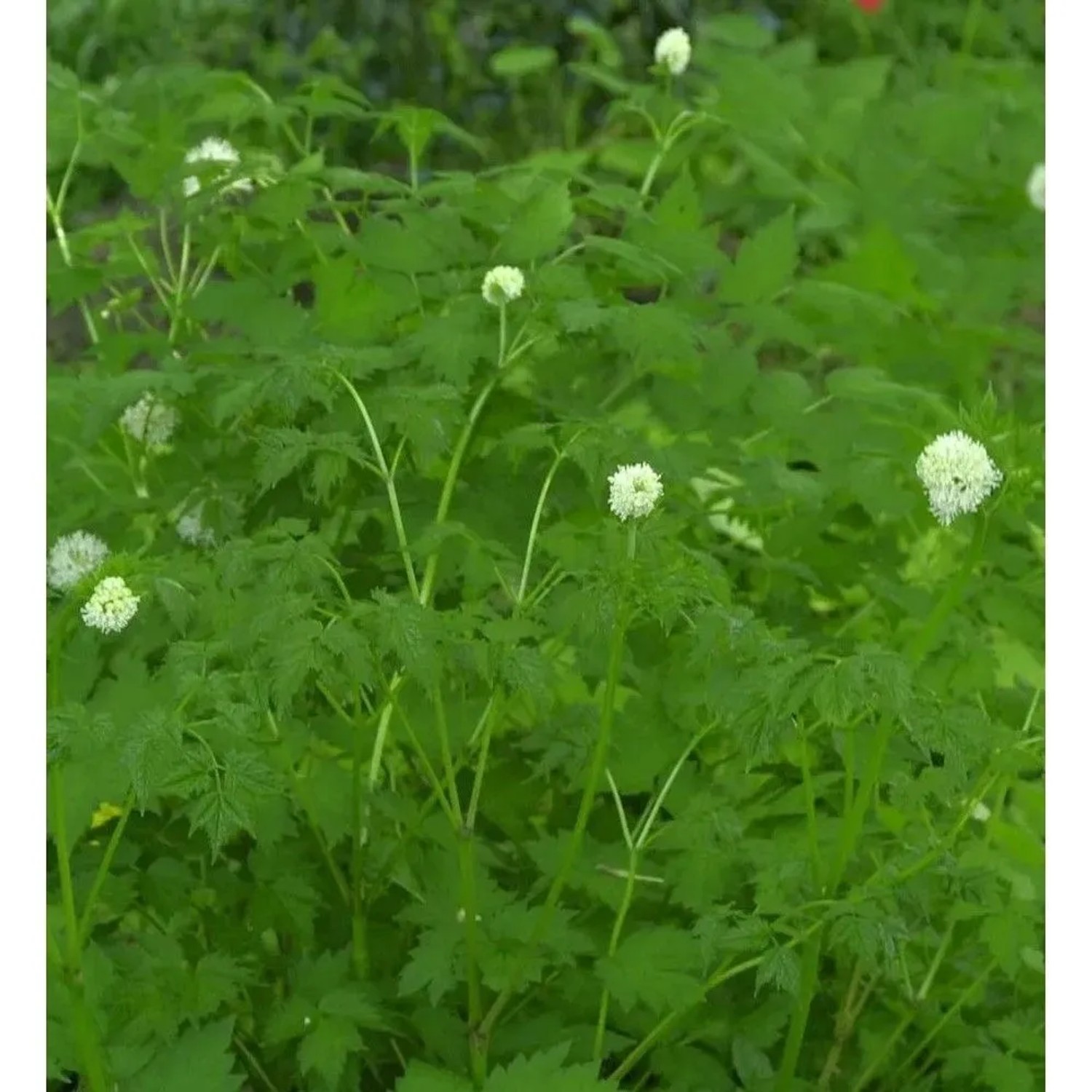 Weißfruchtiges Christophskraut Misty Blue - Actaea pachypoda