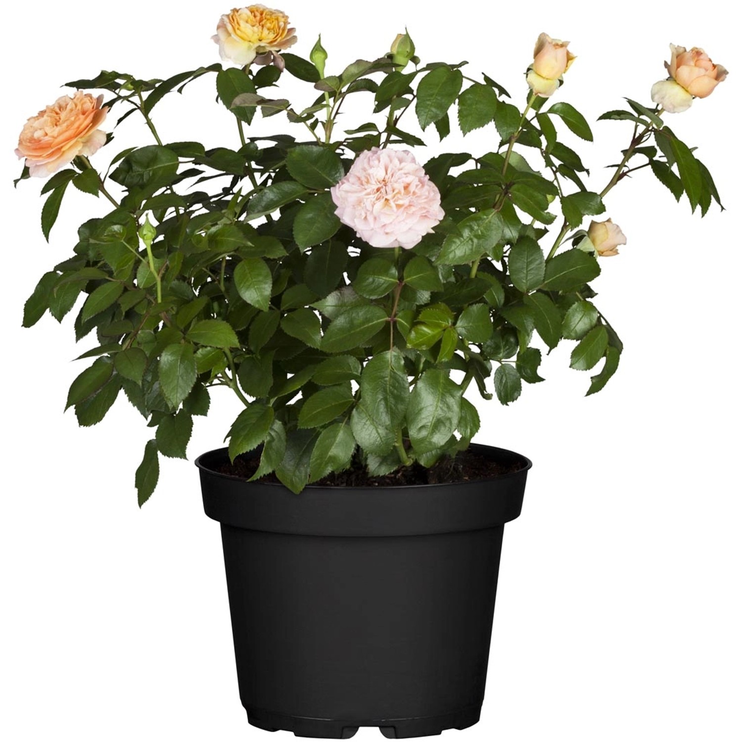 Edelrose Rosa im Topf mit zarten rosa Blüten, ca. 20-30 cm hoch.