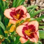 Nahaufnahme der rosa-purpurfarbenen Taglilie 'Daring Deception' im Topf. Blühende Staude mit grünen Blättern.