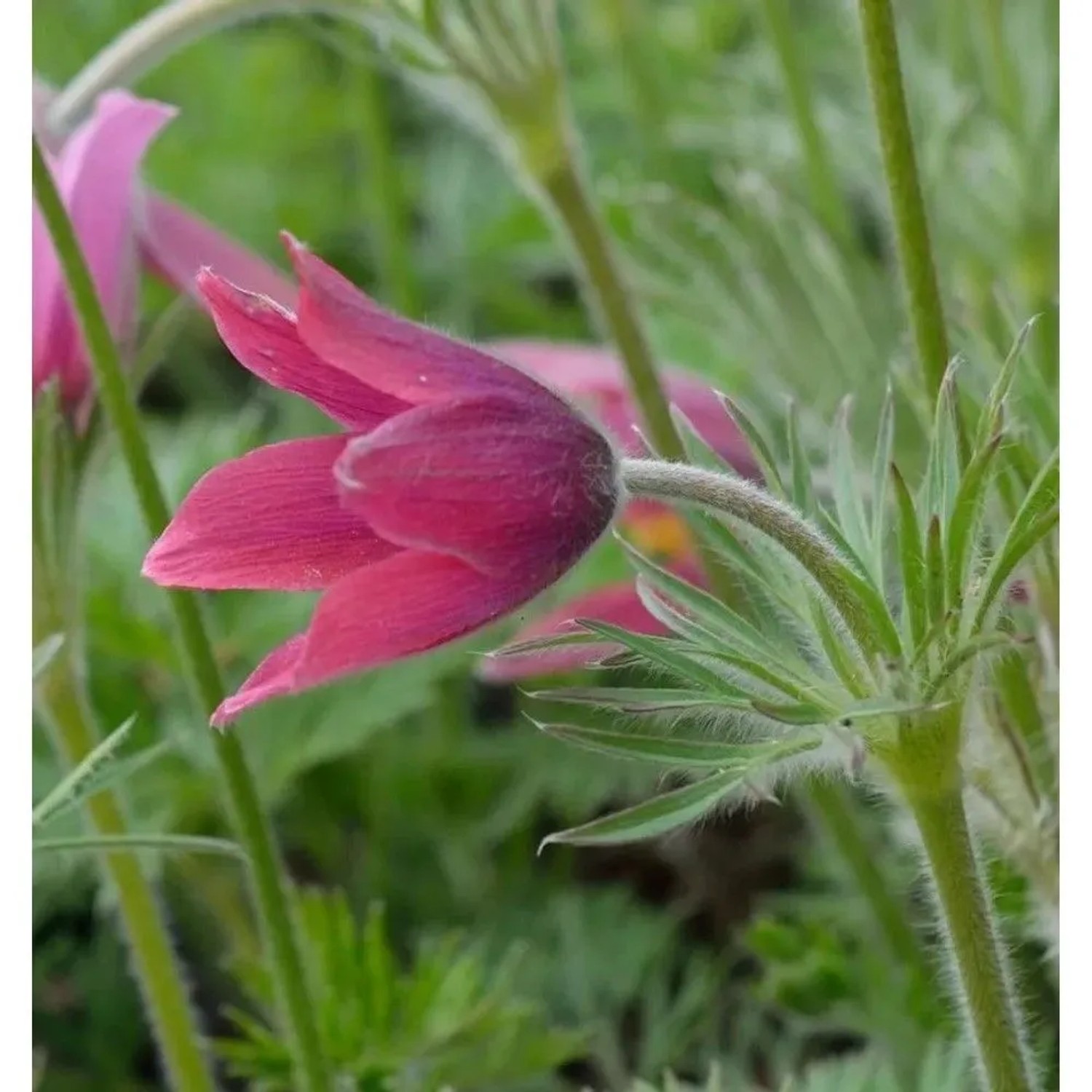 Küchenschelle Pinwheel Rot - Pulsatilla vulgaris