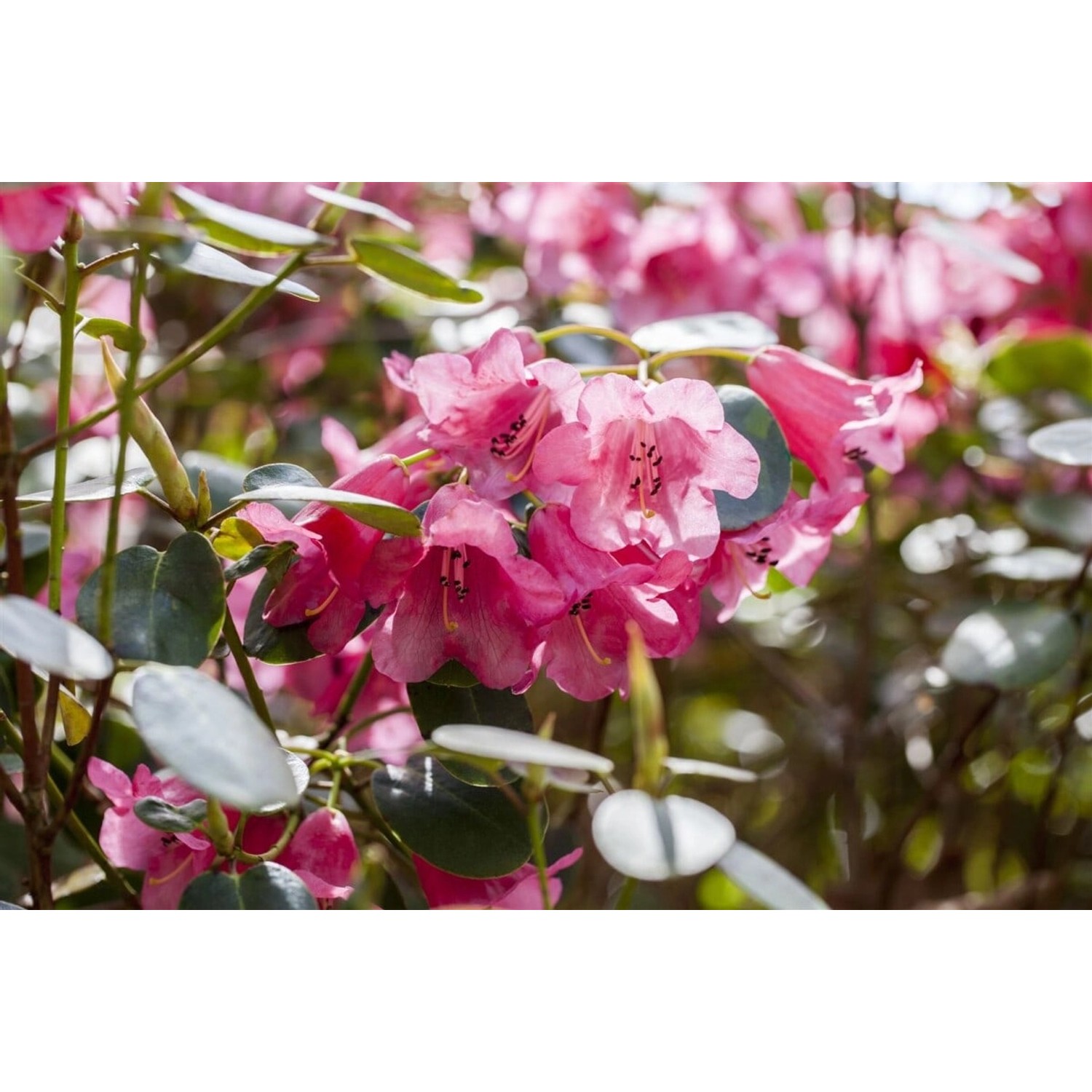 Rhododendron Callimorphum Rosa Blüten 25–30 cm günstig online kaufen