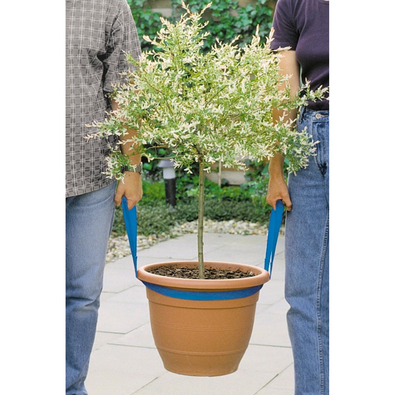 Personen tragen einen Topf mit Baum mit dem LUX Kübeltragegurt. Transporthilfe für Garten und Umzug.