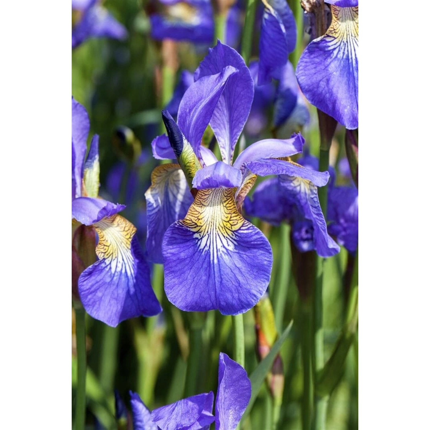Iris Sibirica Sibirische Schwertlilie Ca. 9x9 cm Topf günstig online kaufen
