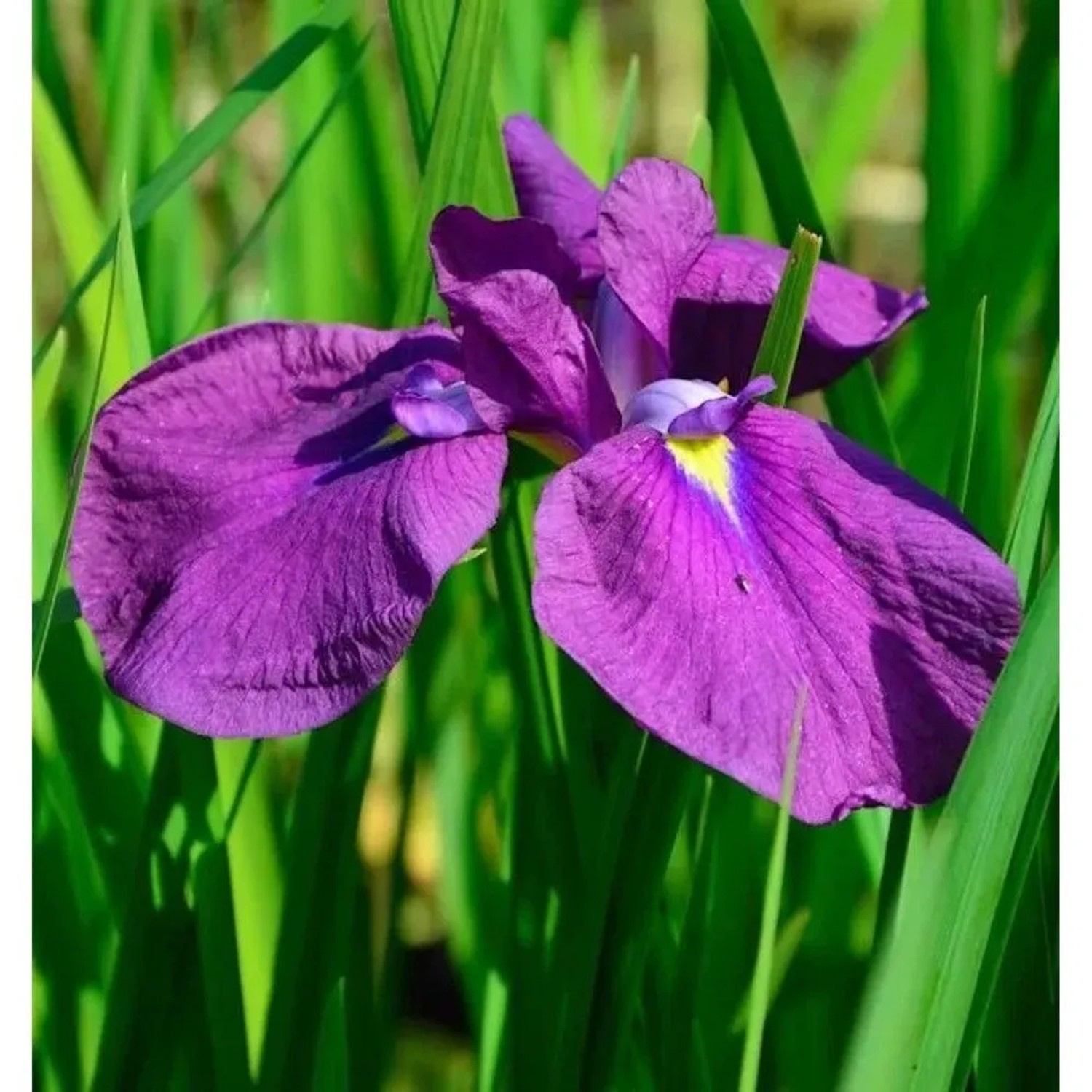 Japanische Sumpf Schwertlilie Amethyst - Iris ensata
