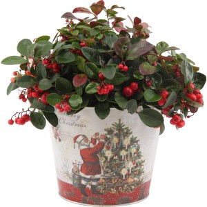 Scheinbeere Big Berry im Zinktopf mit weihnachtlichem Dekor, rote Beeren und grüne Blätter.