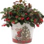 Scheinbeere Big Berry im Zinktopf mit weihnachtlichem Dekor, rote Beeren und grüne Blätter.