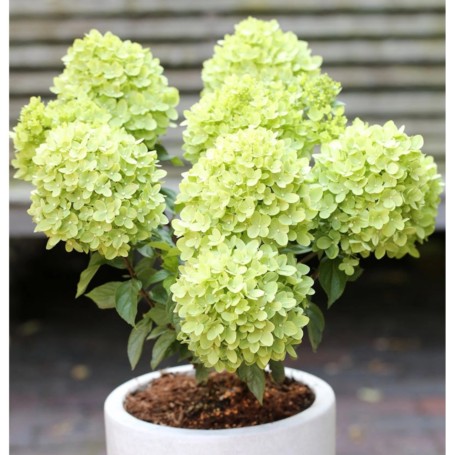 Rispenhortensie Candle Light 80-100cm - Hydrangea paniculata günstig online kaufen