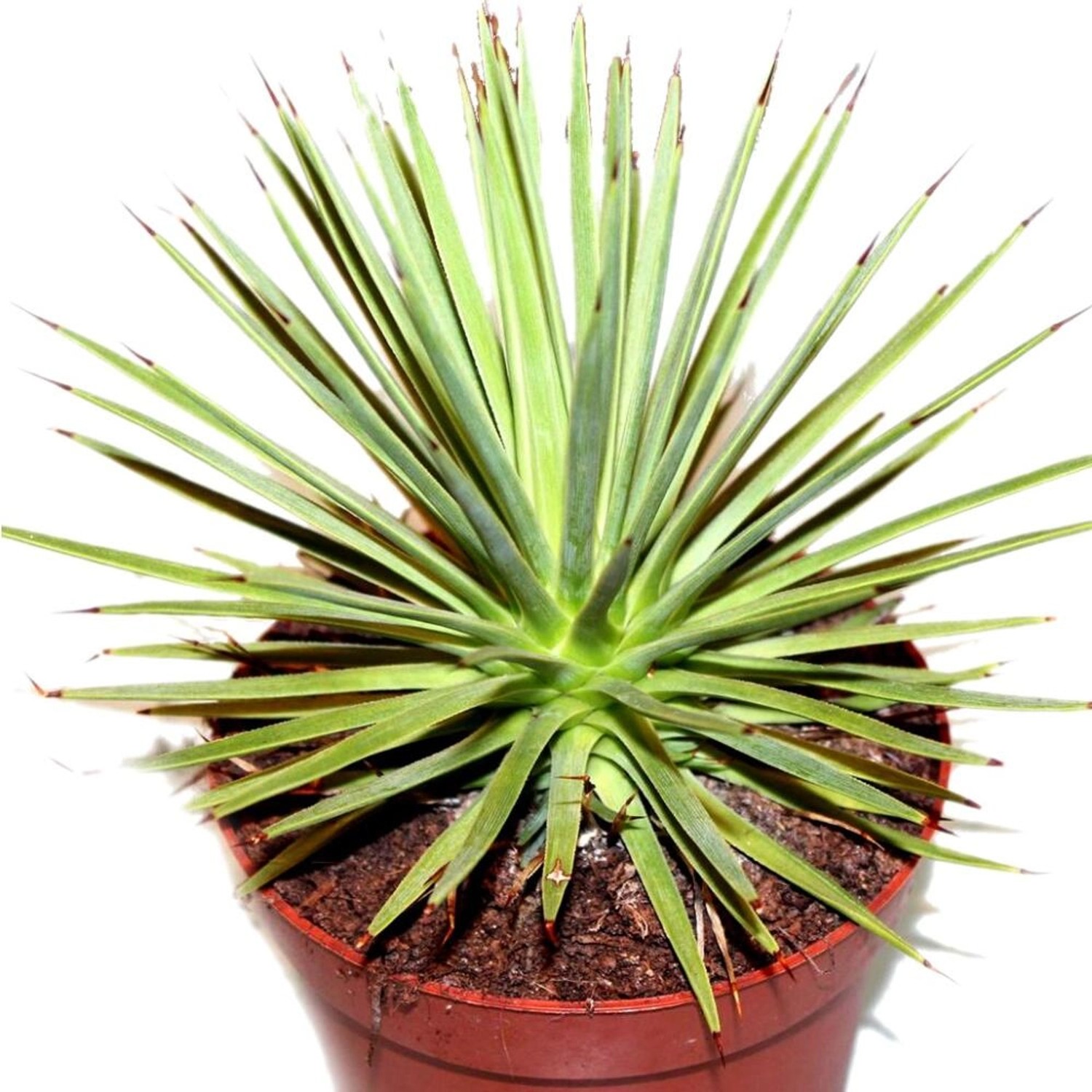 Exotenherz Agave Striata Nana im 12cm Topf, Stachelsschwein-Agave mit grünen Blättern und braunen Spitzen.