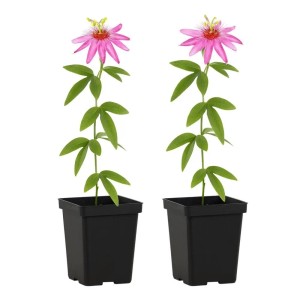 Exotenherz Kletterpflanzen Passionsblume Passiflora Anastasia 2er Set 11cm Topf