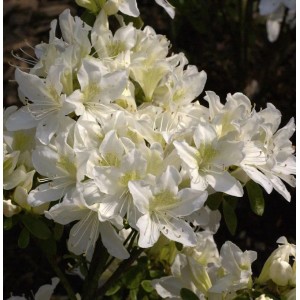 Japanische Azalee Palestrina 40-50cm - Rhododendron obtusum - Zwerg Alpenrose
