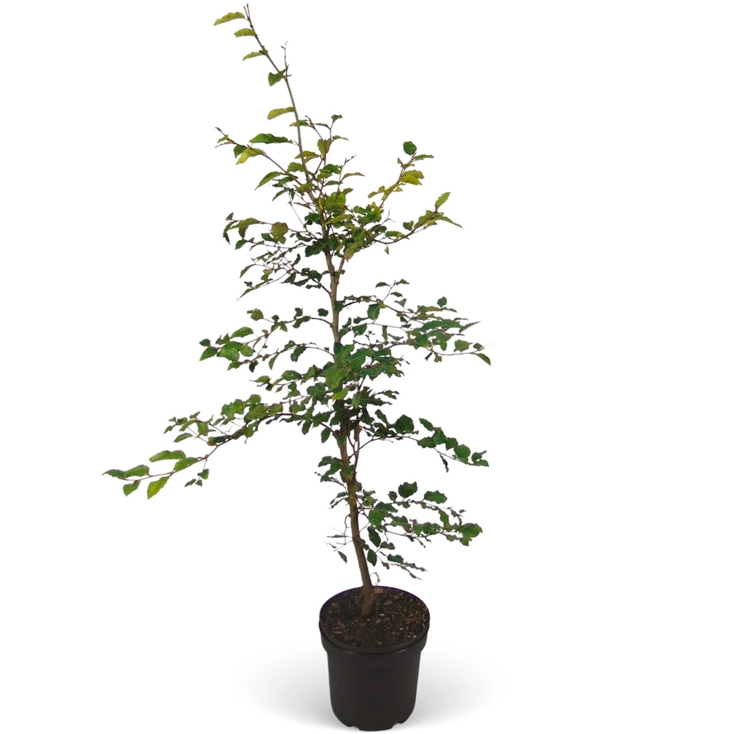 Rotbuche Set à 100 Stück Höhe ca. 80 - 100 cm Topf ca. 2 l Fagus sylvatica günstig online kaufen