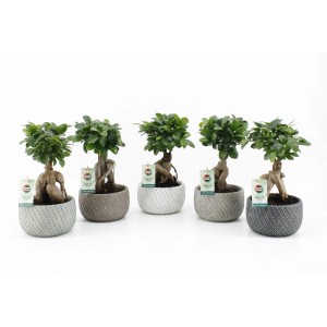 Verschiedene Bonsai Ficus "Ginseng" im Classic Stone Gefäß, Topf-Ø ca. 16 cm.