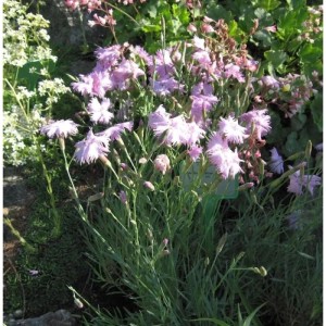 Pfingstnelke 'Whatfield Wisp': Zarte, hellrosa Blüten der Dianthus gratianopolitanus im Garten.