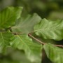 Nahaufnahme: Grüne Blätter der Rotbuche (Fagus sylvatica), ideal für Hecken.