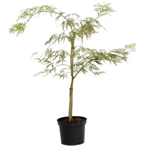 Japanischer Fächerahorn 'Dissectum Viridis' im Topf, ca. 40-60 cm hoch, mit filigranem, grünem Laub.
