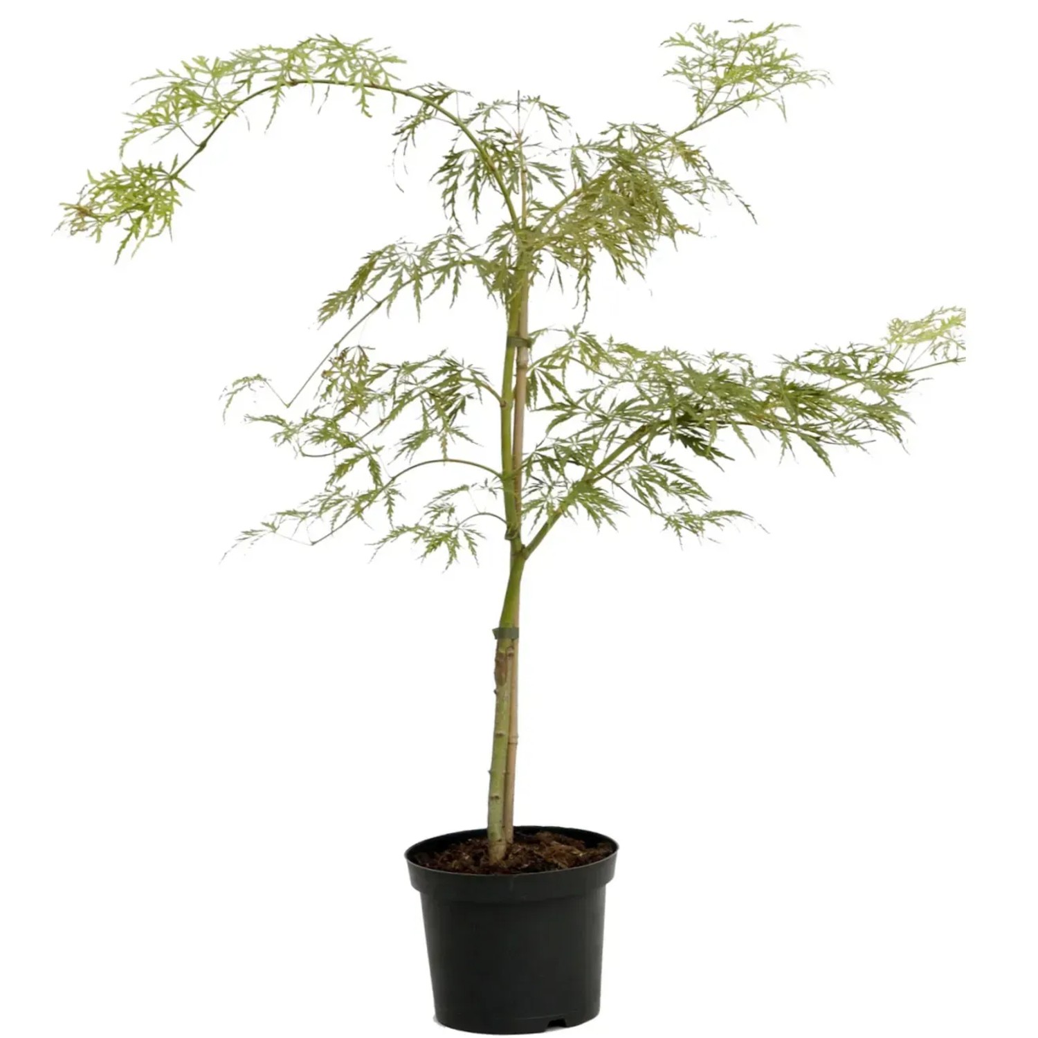 Fcher Ahorn Acer Palmatum Dissectum Viridis 40-60 cm 4,5 l kaufen bei OBI