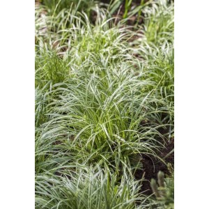 Carex 'Silver Sceptre': Japan-Segge mit grün-weißen Blättern im 11x11 cm Topf.