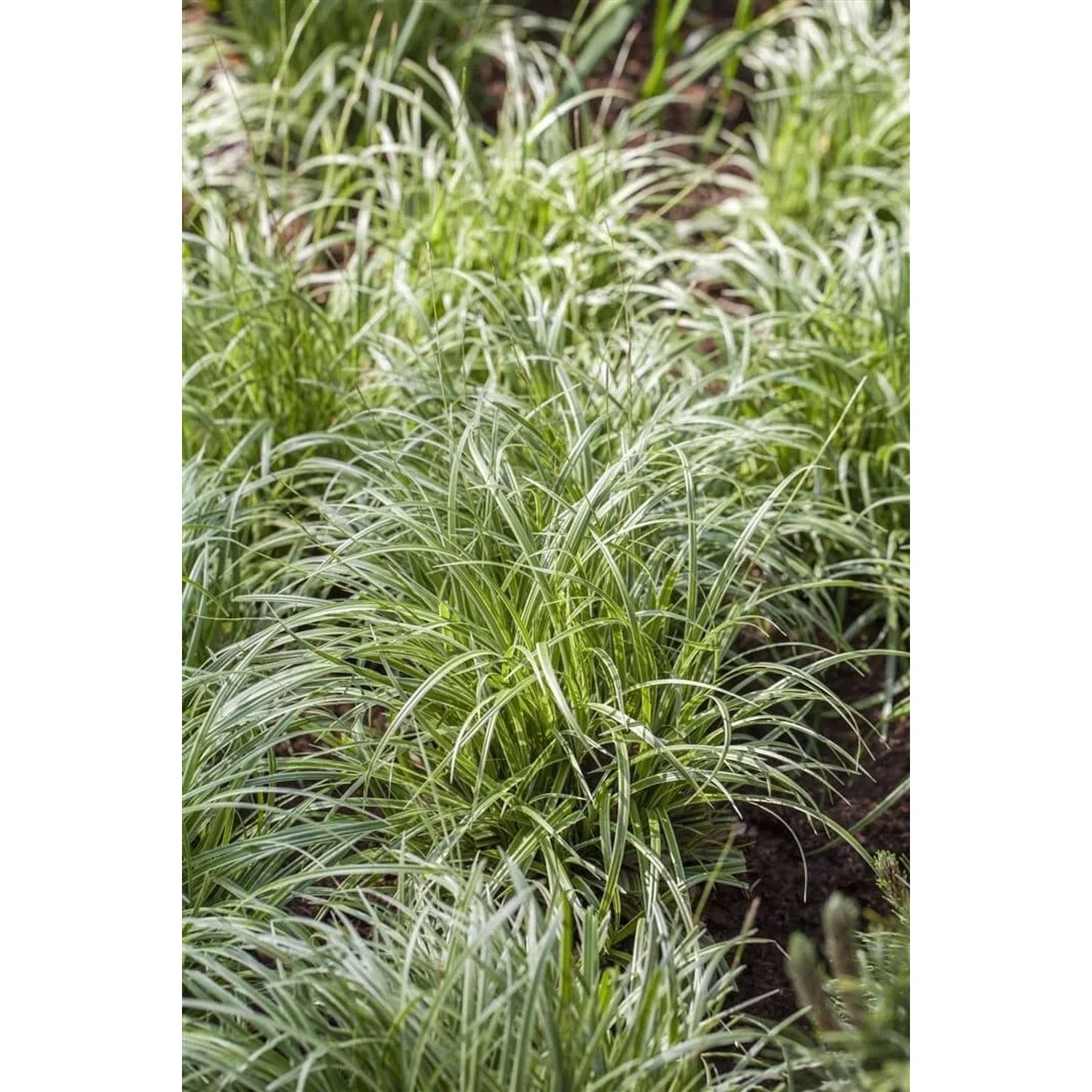 Carex 'Silver Sceptre': Japan-Segge mit grün-weißen Blättern im 11x11 cm Topf.