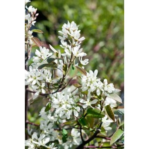 Blühende Felsenbirne 'Rainbow Pillar' mit weißen Blüten im Detail.