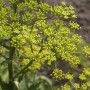 Blühender Echter Pastinak (Pastinaca sativa) mit gelben Doldenblüten.