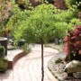 Japanische Korkenzieher-Lärche 'Diana' als Hochstamm, ca. 40-60 cm hoch.