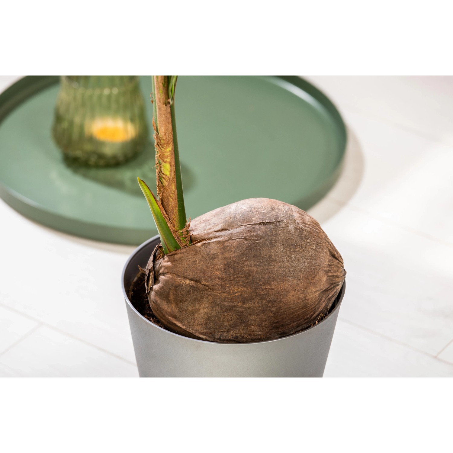Palme Zimmerpflanze Kokospalme Cocos nucifera Topf- 19 cm kaufen bei OBI