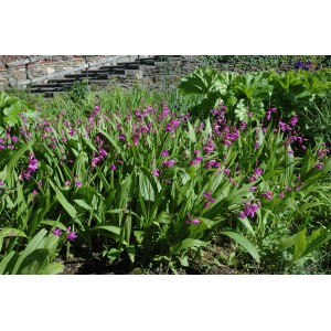 Gartenorchidee Bletilla Striata mit lila Blüten und grünen Blättern im Beet.