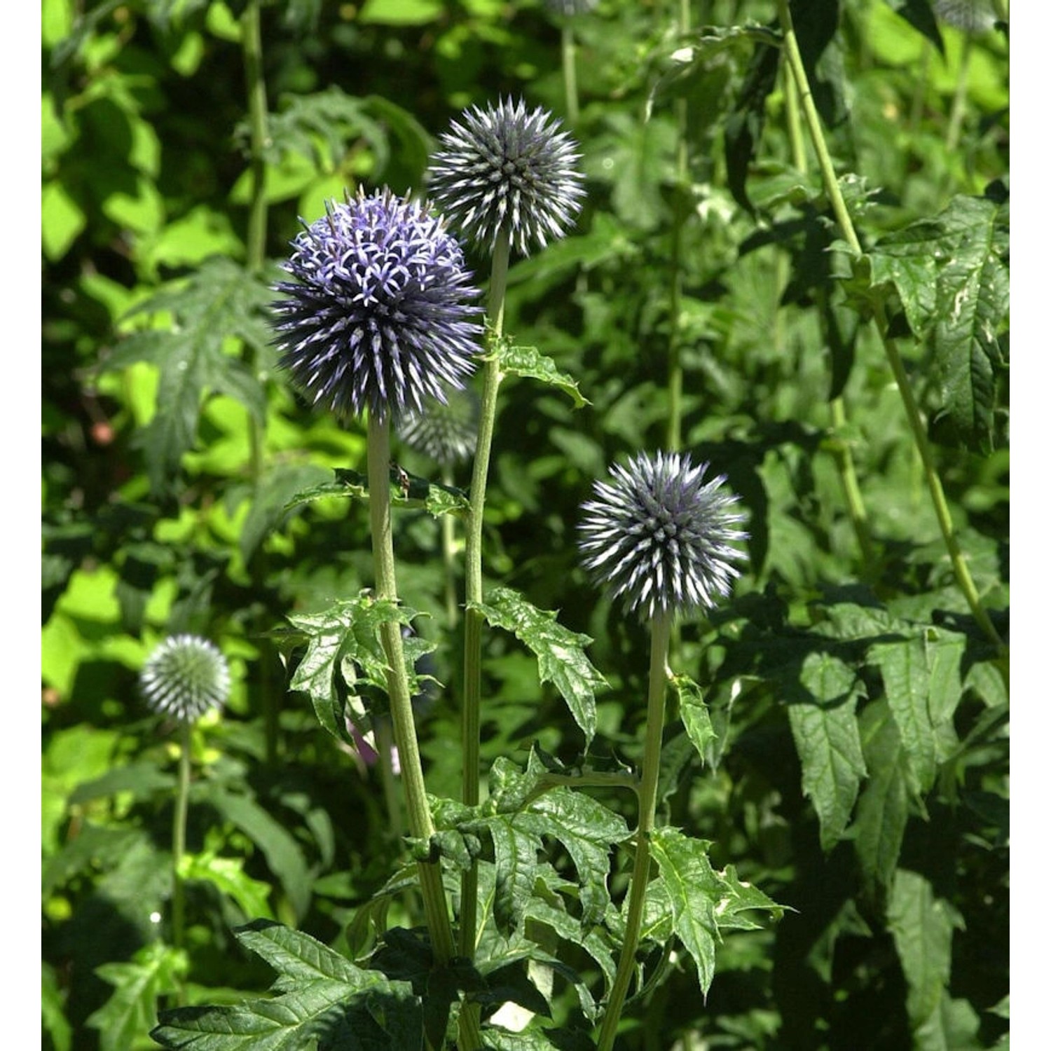 Kugeldistel Blue Glow - Echinops bannaticus günstig online kaufen